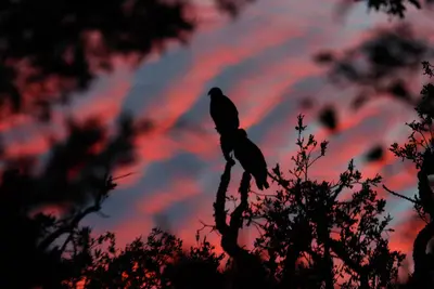 Birds at Sunset Lake Somerville SP Texas 2023