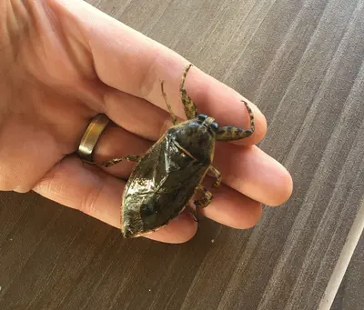 Lethocerus medius in Tucson