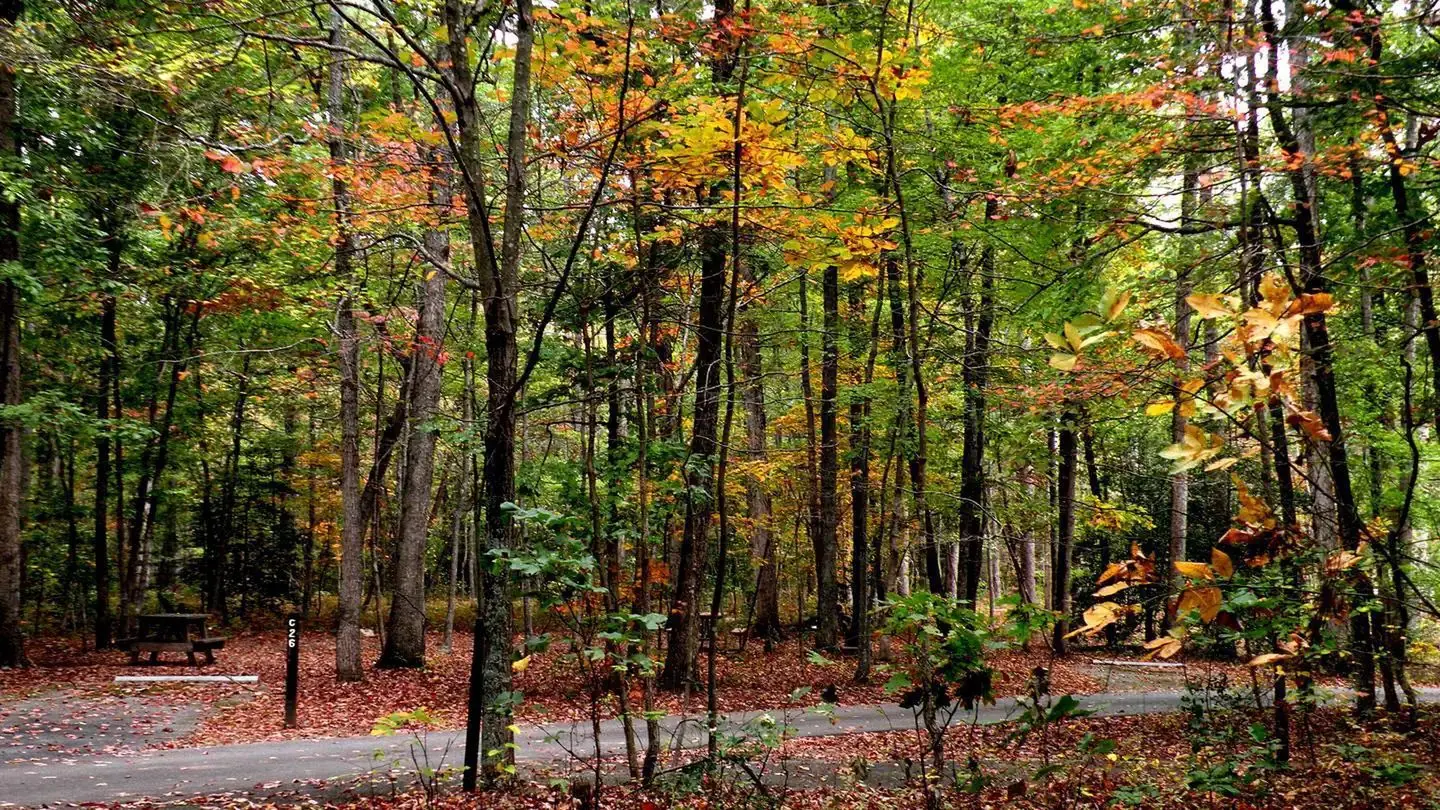 A paved campground Oak Ridge Campground roadway in a fall forest