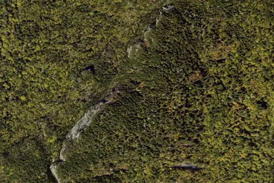 Alpine Meadow