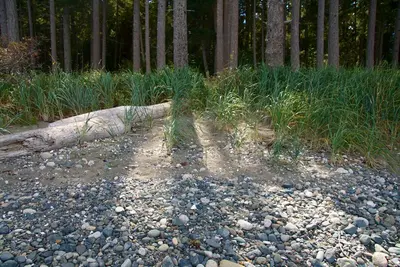 Rathtrevor Beach Provincial Park (5108813946)