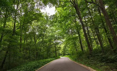 Forestville-Mystery Cave State Park Campground Forest Road (36438413371)