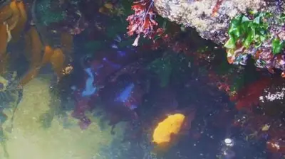Cape Perpetua