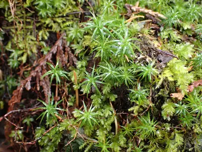Polytrichastrum alpinum 158949340