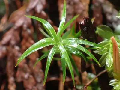 Polytrichastrum alpinum 158949349