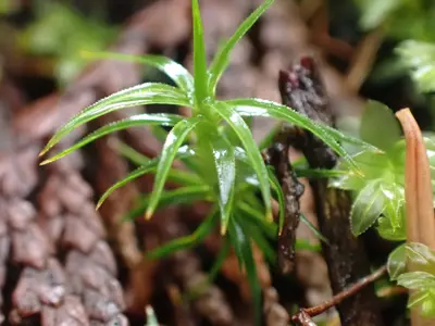 Polytrichastrum alpinum 158949364