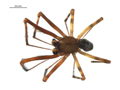 Pimoa altioculata m