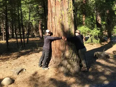 Large tree with two people for reference