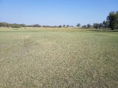 field