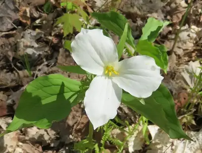 trillium