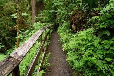 Quinault Rain Forest June 2018 002