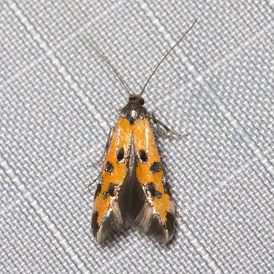 Chrysoclista-grandis
