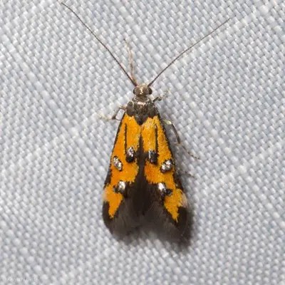 Chrysoclista grandis
