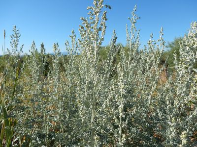 Artemisia absinthium (28560095621)