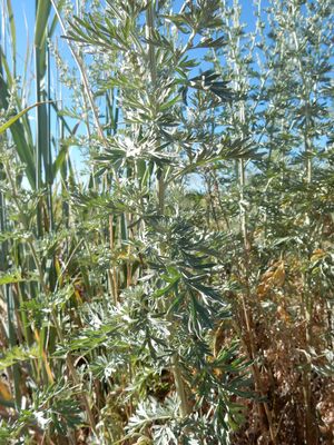 Artemisia absinthium (28532277412)