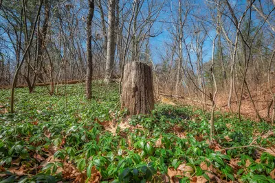Spring in Thedford Conservation Area (54398210495)