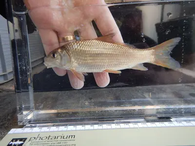 Carpiodes carpio 2229522
