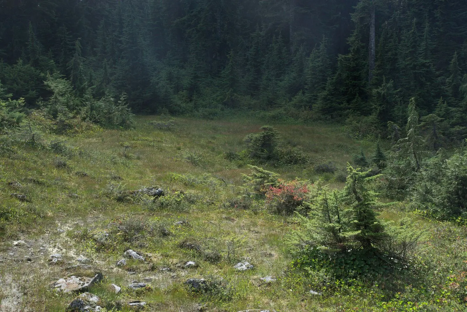 Photo of Pinecone Burke Park