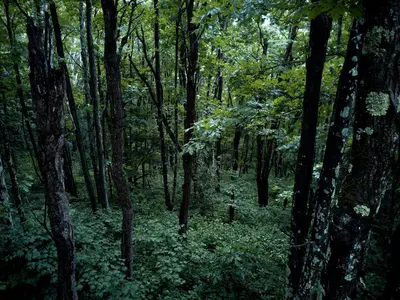 Forest Grayson Highlands State Park SW VA 070142
