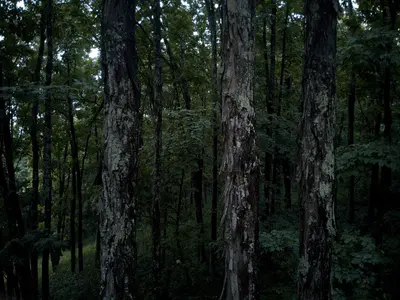 Forest Grayson Highlands State Park SW VA 070243