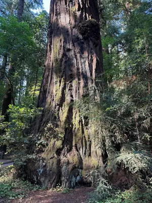 2025-08-09 17 28 05 The base of a large Coast Redwood along the Redwood Grove Trail within Henry Cowell Redwoods State Park in Felton, Santa Cruz County, California
