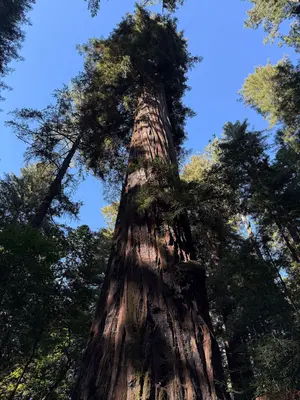 2025-08-09 17 28 00 View up into the canopy of the Redwood Grove from the Redwood Grove Trail within Henry Cowell Redwoods State Park in Felton, Santa Cruz County, California
