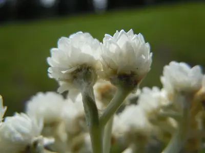 Antennaria anaphaloides (8043552440)