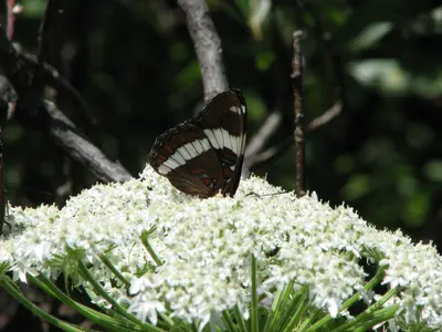 Buttlefly (2689557295)