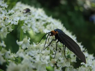 Moth (2689509873)