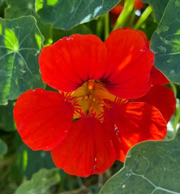 Nasturtium @ Cass House Garden, Cayucos