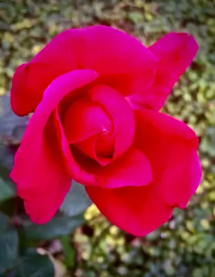 A Rose for Christmas (50757479171)