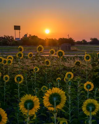 Sunflowers at sunrise in Texas