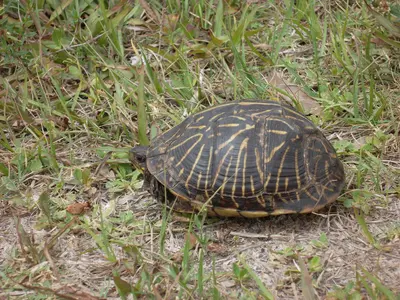 Wild Turtle - panoramio (1)