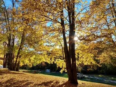 Fall colors on display in bright sunlight.