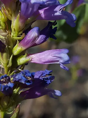 Penstemon euglaucus corolla and calyx