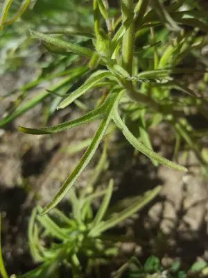 Cordylanthus capitatus leaf