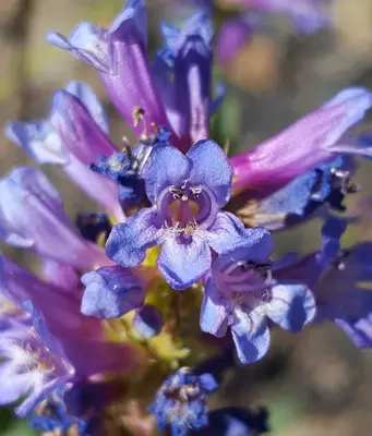 Penstemon euglaucus corolla