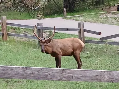 Local fauna at Pines CG