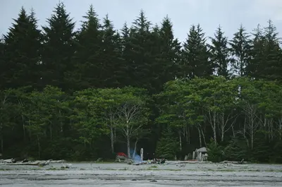 Campers at the forest's edge (Unsplash)