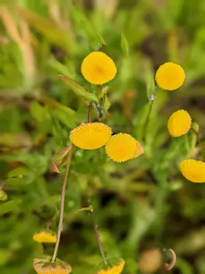 Cotula coronopifolia 181351118