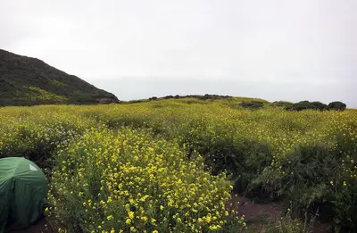 Wildcat Beach Camping Sites - panoramio