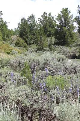 Penstemon strictus - Austin Saunders 04