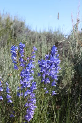 Penstemon strictus - Austin Saunders 02