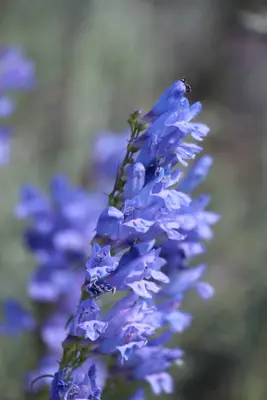 Penstemon strictus - Austin Saunders 01
