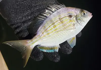 Lagodon rhomboides 220344931 (cropped)