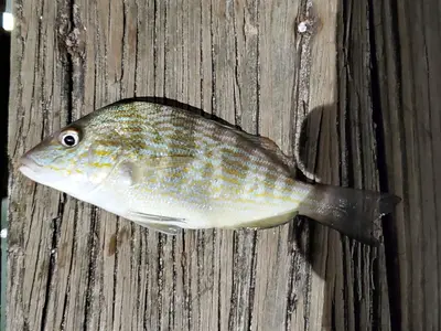 Orthopristis chrysoptera 220344919