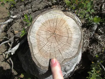 Trees grow slowly up here - Flickr - brewbooks