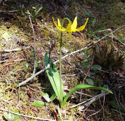 Glacier Lily - Flickr - brewbooks (3)