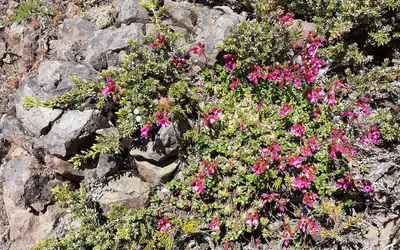 Douglasia laevigata - Flickr - brewbooks