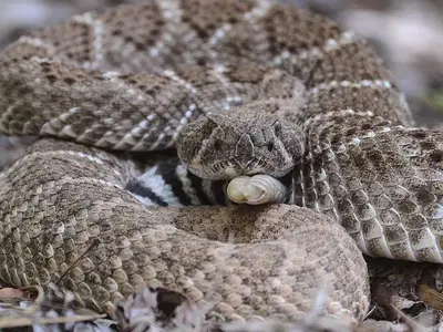 Coiled rattlesnake resting head on rattle